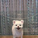 송도멍멍이발소 이미지