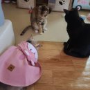 냥아치냥 이미지