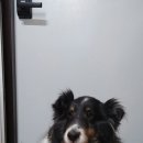 죽전동물병원 이미지