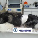 태전동물병원 이미지