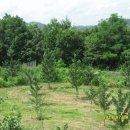 은행나무 농장 이미지