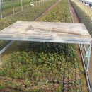 회원농장 이미지