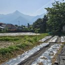 하은농장 이미지