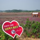 시흥 연꽃테마파크(관곡지)와 인천 소래습지생태공원 이미지