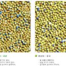 임금님진상품이였던 제주목 타타리 메밀차 (본초강목에는 위를 실하게 하고 기운을 돋우며 정신을 맑게 하고 오장의 찌꺼기를 없애준고한다고 기록되어있다) 이미지