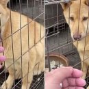 출출한강아지 이미지