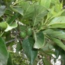 오리나무 이미지