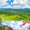 풍차랑 허브랑 이미지