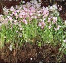 당근펜션 이미지