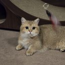 고양이 행복 쉼터 | 수원 고양이카페 MIYAO 미야오 데이트코스로 좋은곳