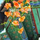 대한불교조계종봉녕사 세주묘엄박물관 | 여름사찰여행 수원 봉녕사 능소화 주차 촬영시 주의점