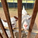 늘행복한농장 이미지