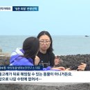 [JTBC 뉴스룸 / 밀착카메라] 다치고 소음 시달리고…&#39;요트 투어&#39;에 고통받는 남방큰돌고래 이미지