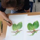 보태니컬 아트 초급 이미지