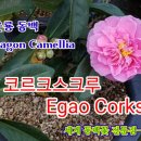 에가오 코르크스크루 - Egao Corkscrew 미국 운룡동백 이미지