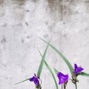 보랏빛민박 이미지