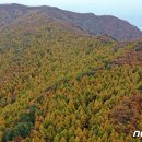 우구치리 낙엽송 숲 뉴스1