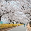 동락공원 자전거대여소(평일_동절기) | 구미 동락공원 벚꽃 개화 상황 구미 벚꽃 명소