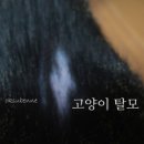 여의도동물약국 이미지