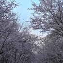 (주)연락골고추장추어탕 | 4월의 주말 인천 남동구 맛집 금메달 추어탕 인천대공원 벚꽃 구경