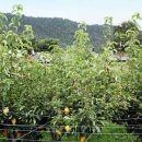 황금과일 이미지