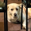 송정가마솥깨통닭 이미지