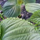 깻잎농원 이미지