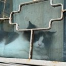 유에프오게임 | [몽상가옥] 수원 행궁동 행리단길 퓨전양식 맛집_내돈내산 솔직후기