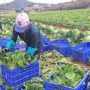 최장열 농장 이미지