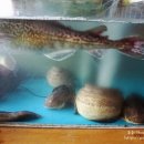 대항식당 이미지