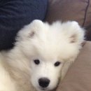 강아지 친구 이미지