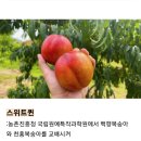 스위트퀸복숭아 10주 심었어요 이미지