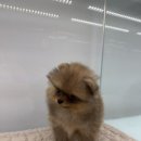 이정훈 강아지 하남본점 이미지