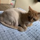 금란동물애견 이미지