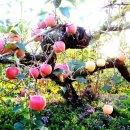 과수원길 이미지