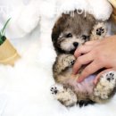 강아지분양퍼피베이비