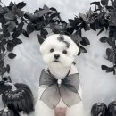 하떼하떼 이미지