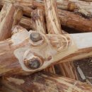 산림놀이 이미지