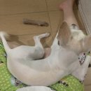 구야네 애견샵 | 테리의 8월 일상