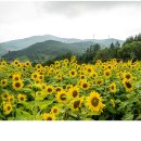 해바라기농장 이미지