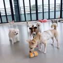 도기야드 이미지