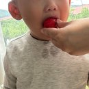 김해농장 | 용인 아이와 함께하는 딸기체험농장, 포레스트벨 다녀온 후기