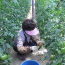 명자농장 이미지