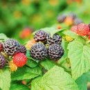 굿모닝 농장 이미지