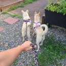 봉식당 | 200902 포해피니스 봉사후기
