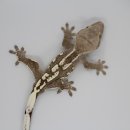 라피스게코 이미지