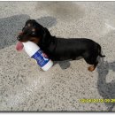 운문댐하류보2 이미지