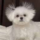 딸기공주