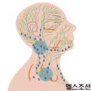 림프＜Lymph＞ 마사지·스트레칭 피부 염증 예방하고 팔다리 부기 이미지