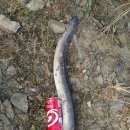 대물장어 이미지